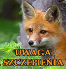 Komunikat - szczepienie lisów...